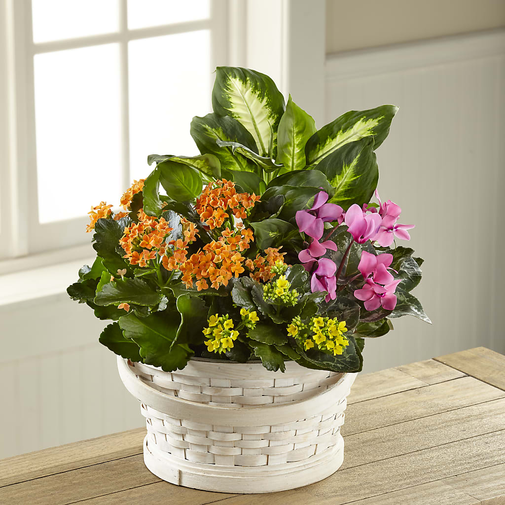 Color Crush Dishgarden – Flowerland, Athol MA