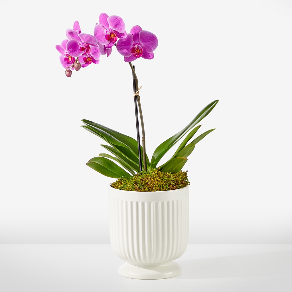 Friendly Fuchsia Orchid – Flowerland, Athol MA
