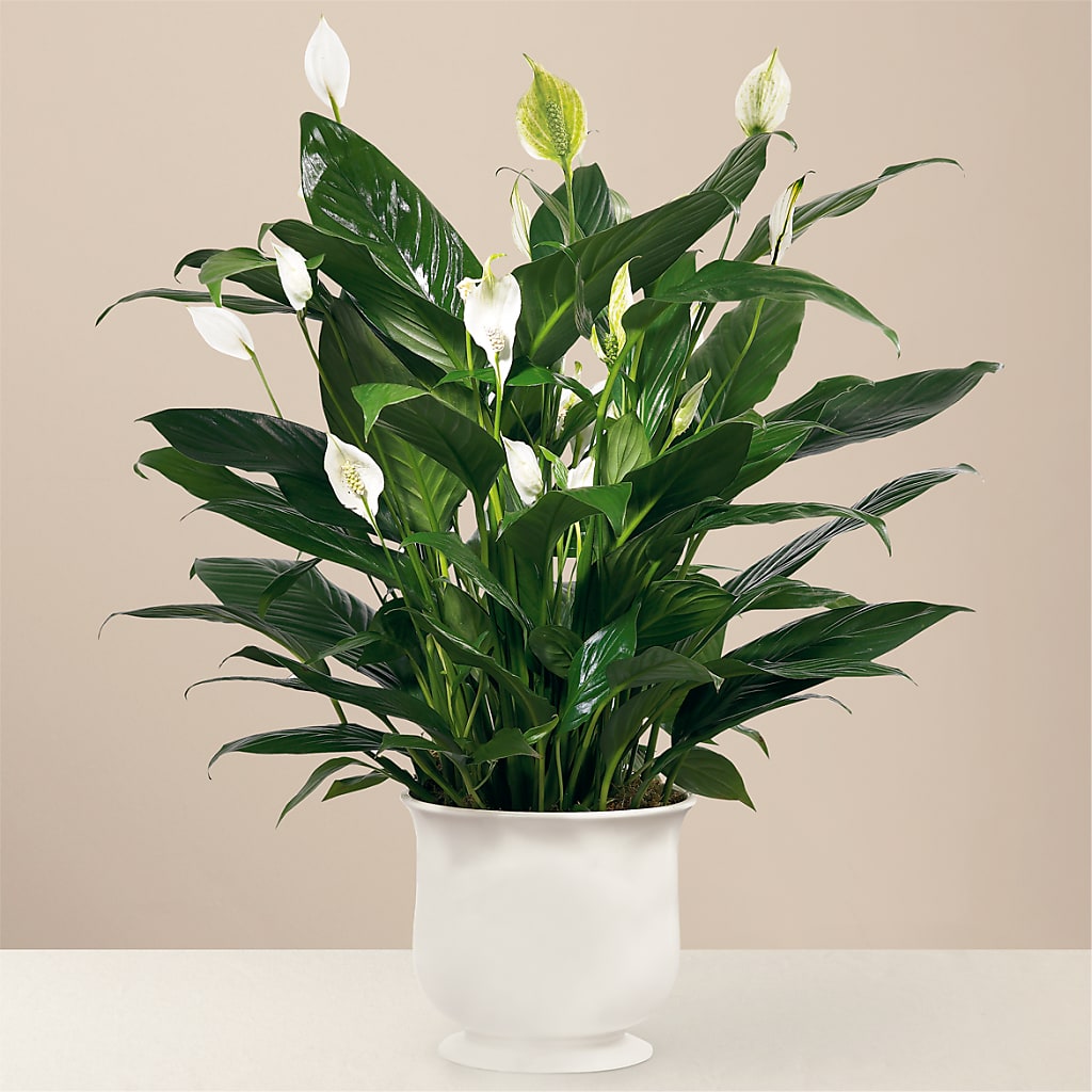 Comfort Planter – Flowerland, Athol MA