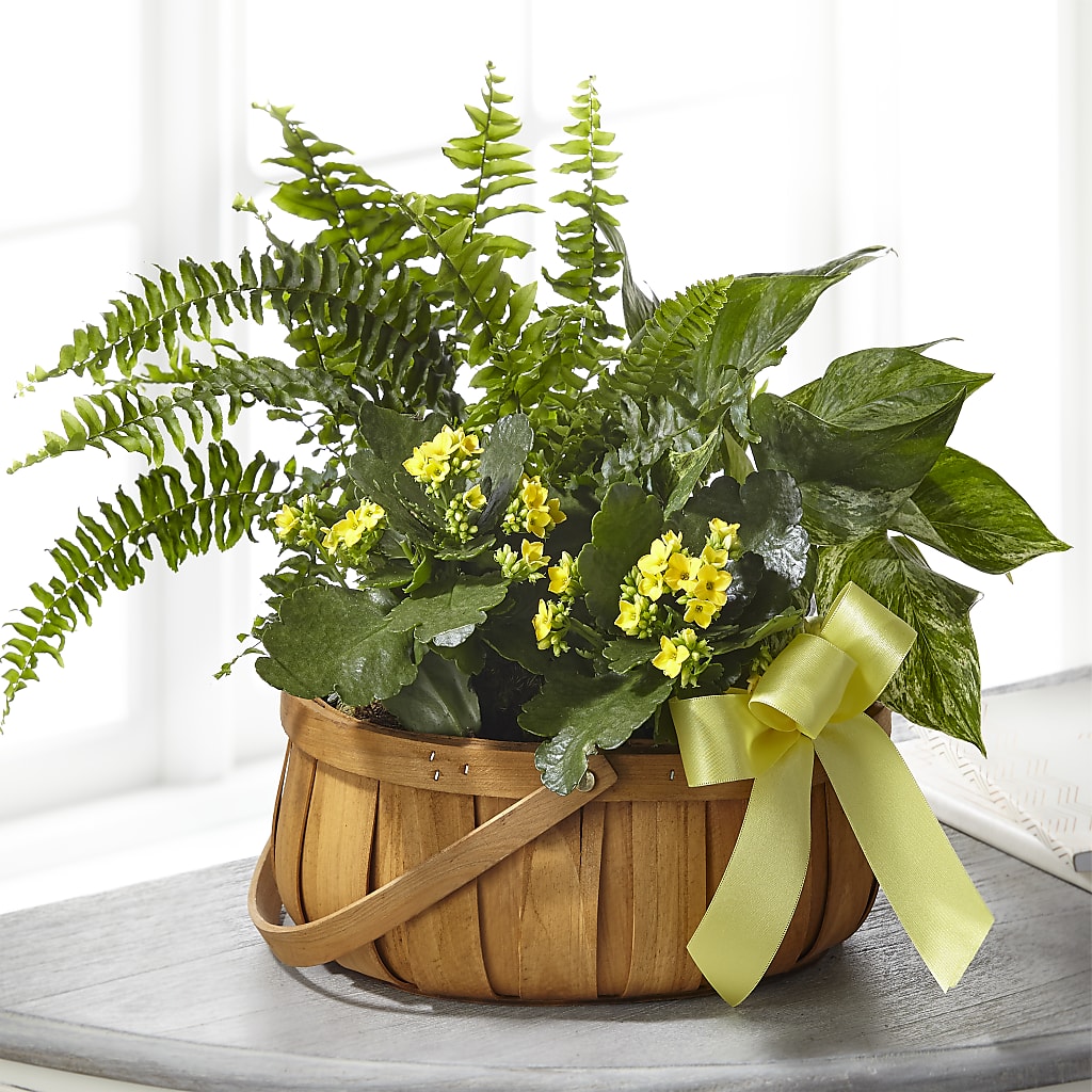 Always Dear Dishgarden – Flowerland, Athol MA
