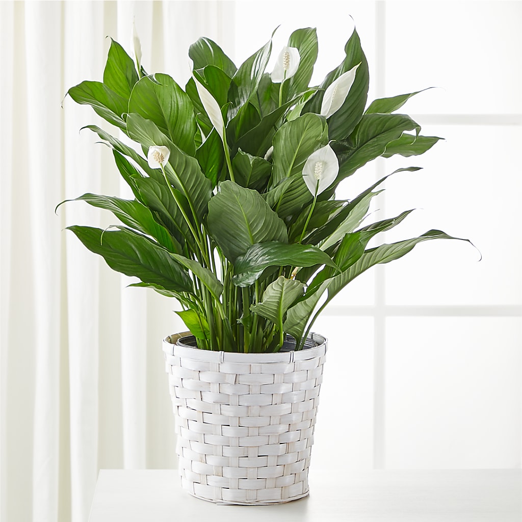 A New Leaf Peace Lily – Flowerland, Athol MA