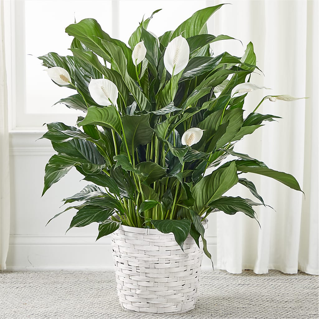 A New Leaf Peace Lily – Flowerland, Athol MA
