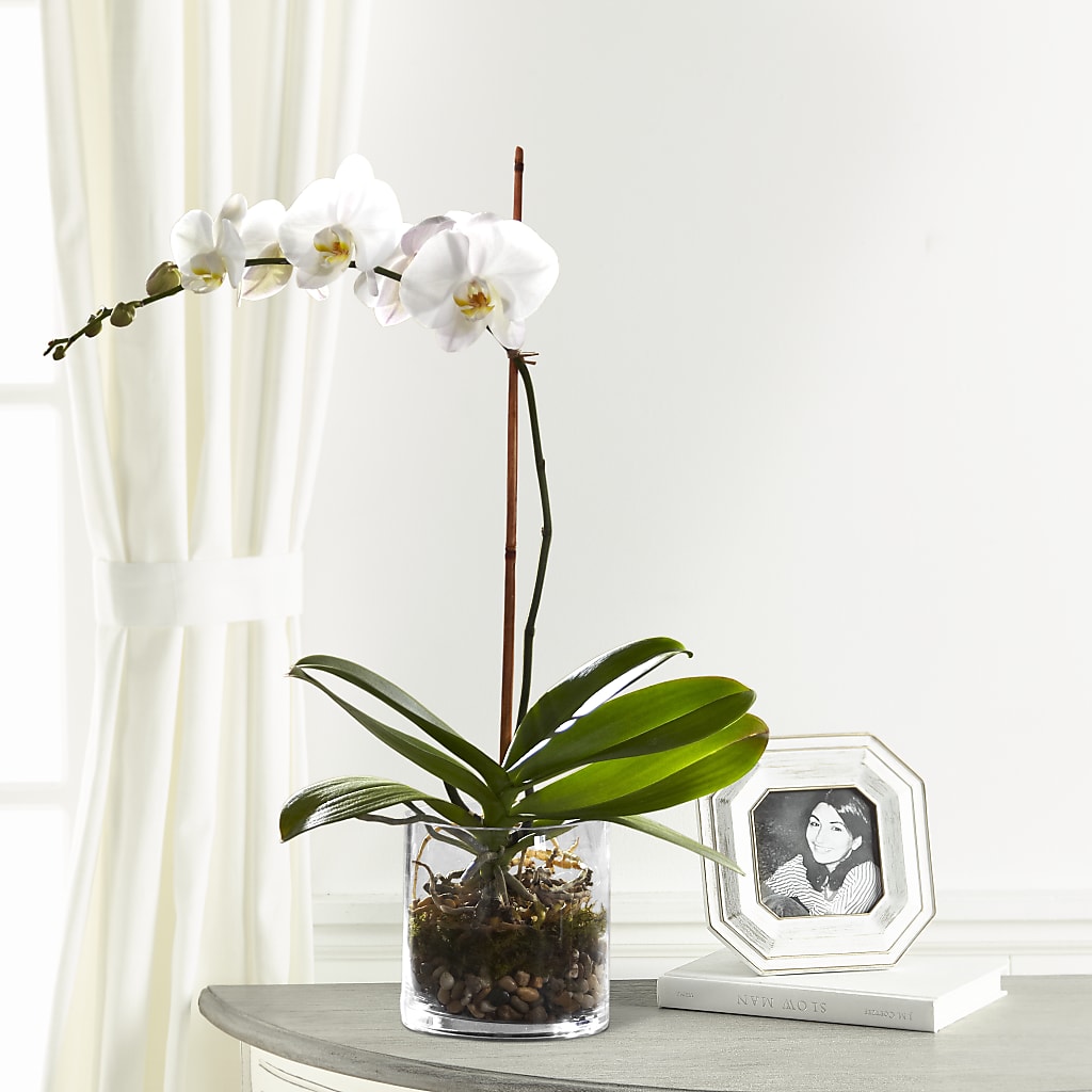 White Orchid Planter – Flowerland, Athol MA