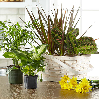 Florist Designed Blooming and Green Plants in a Basket –  Flowerland, Athol MA