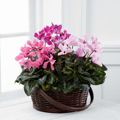 Mixed Cyclamen Planter –  Flowerland, Athol MA