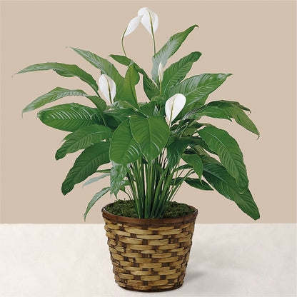 Tranquil Moments Peace Lily Plant –  Flowerland, Athol MA
