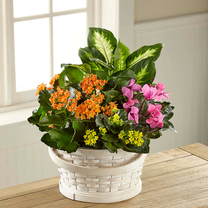 Color Crush Dishgarden –  Flowerland, Athol MA