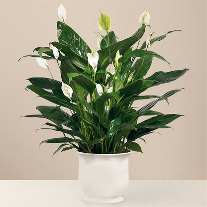 Comfort Planter –  Flowerland, Athol MA