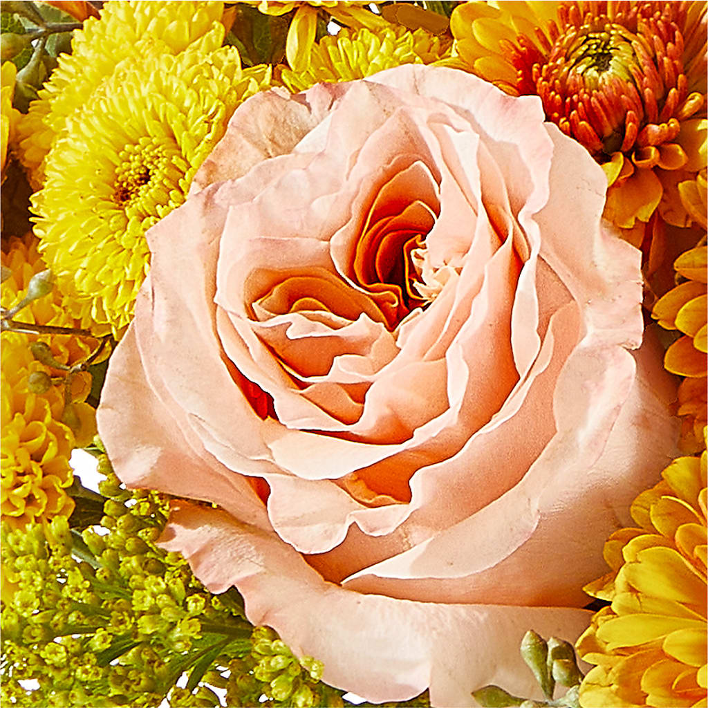Peachy Pumpkin –  Flowerland, Athol MA