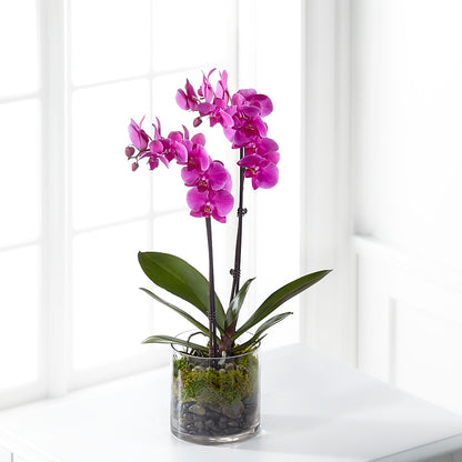 Pink Orchid Plant –  Flowerland, Athol MA