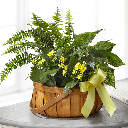 Always Dear Dishgarden –  Flowerland, Athol MA