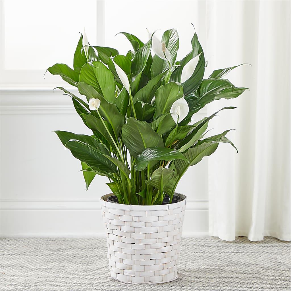 A New Leaf Peace Lily –  Flowerland, Athol MA