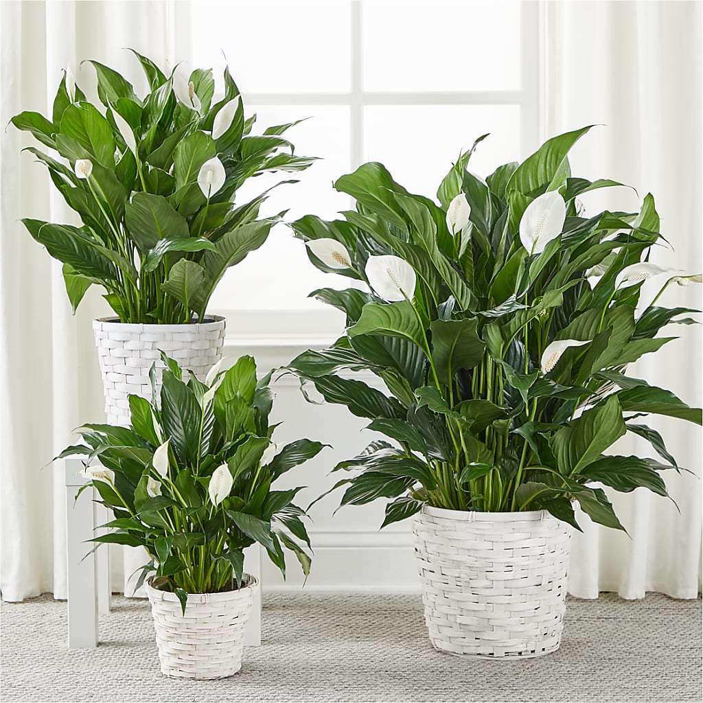 A New Leaf Peace Lily –  Flowerland, Athol MA