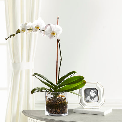 White Orchid Planter –  Flowerland, Athol MA